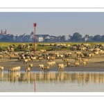 Moutons d'estran venus boire dans le chenal de la Somme