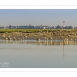 Moutons d'estran venus boire dans le chenal de la Somme