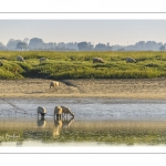 Moutons d'estran venus boire dans le chenal de la Somme