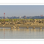 Moutons d'estran venus boire dans le chenal de la Somme