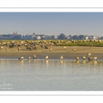 Moutons d'estran venus boire dans le chenal de la Somme