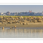 Moutons d'estran venus boire dans le chenal de la Somme