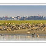 Moutons d'estran venus boire dans le chenal de la Somme