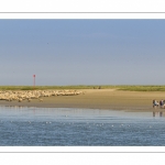 Promeneurs et moutons d'estran