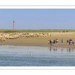 Promeneurs et moutons d'estran