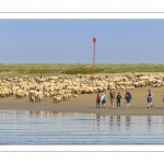 Promeneurs et moutons d'estran