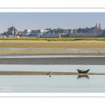 Phoque dans le chenal de la Somme