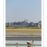 Phoque dans le chenal de la Somme