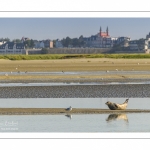 Phoque dans le chenal de la Somme