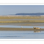 Phoque dans le chenal de la Somme