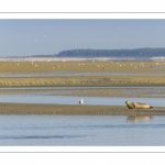 Phoque dans le chenal de la Somme