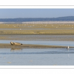 Phoque dans le chenal de la Somme