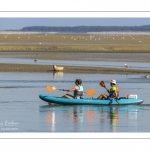 Phoque dans le chenal de la Somme