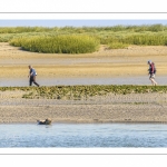 Phoque dans le chenal de la Somme