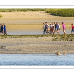 Phoque dans le chenal de la Somme