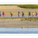 Phoque dans le chenal de la Somme