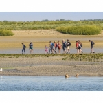 Phoque dans le chenal de la Somme