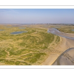 Moutons de prés salés en baie de Somme