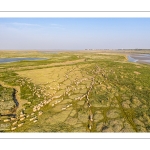 Moutons de prés salés en baie de Somme