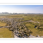 Moutons de prés salés en baie de Somme