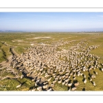 Moutons de prés salés en baie de Somme