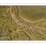 Moutons de prés salés en baie de Somme (vue aérienne)