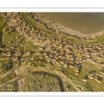 Moutons de prés salés en baie de Somme (vue aérienne)