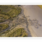 Moutons de prés salés en baie de Somme (vue aérienne)