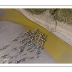 Moutons de prés salés en baie de Somme (vue aérienne)