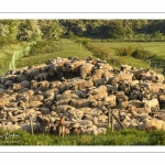 moutons de prés-salés qui rejoignent les mollières