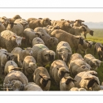 moutons de prés-salés qui rejoignent les mollières