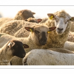 moutons de prés-salés qui rejoignent les mollières