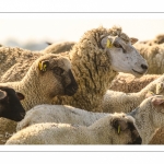 moutons de prés-salés qui rejoignent les mollières