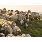 moutons de prés-salés qui rejoignent les mollières