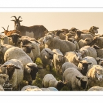 moutons de prés-salés qui rejoignent les mollières