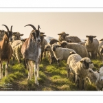 moutons de prés-salés qui rejoignent les mollières