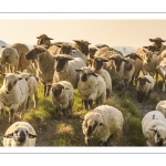 moutons de prés-salés qui rejoignent les mollières