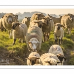 moutons de prés-salés qui rejoignent les mollières