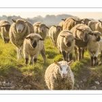 moutons de prés-salés qui rejoignent les mollières