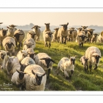 moutons de prés-salés qui rejoignent les mollières