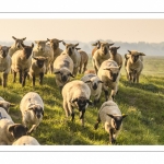 moutons de prés-salés qui rejoignent les mollières