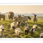 moutons de prés-salés qui rejoignent les mollières