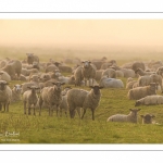 moutons de prés-salés en pâture pendant les grandes marées