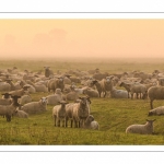 moutons de prés-salés en pâture pendant les grandes marées