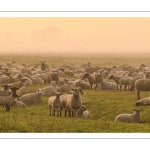 moutons de prés-salés en pâture pendant les grandes marées