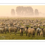 moutons de prés-salés en pâture pendant les grandes marées