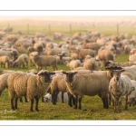 moutons de prés-salés en pâture pendant les grandes marées