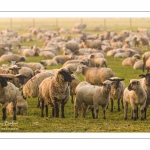 moutons de prés-salés en pâture pendant les grandes marées