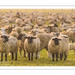 moutons de prés-salés en pâture pendant les grandes marées