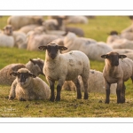 moutons de prés-salés en pâture pendant les grandes marées